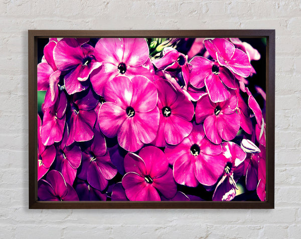 Fiore Framed Print