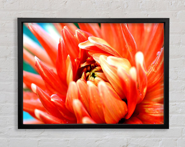 Orange Passion Framed Print