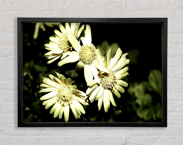 Sepia Beauty Framed Print