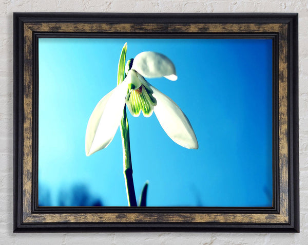 Snowdrop Spring Framed Print