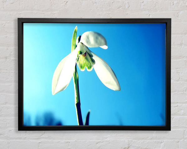 Snowdrop Spring Framed Print