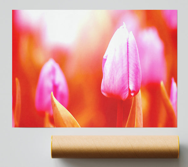 Pink Tulip On Red Print