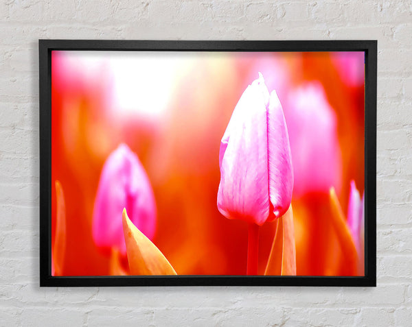 Pink Tulip On Red Framed Print