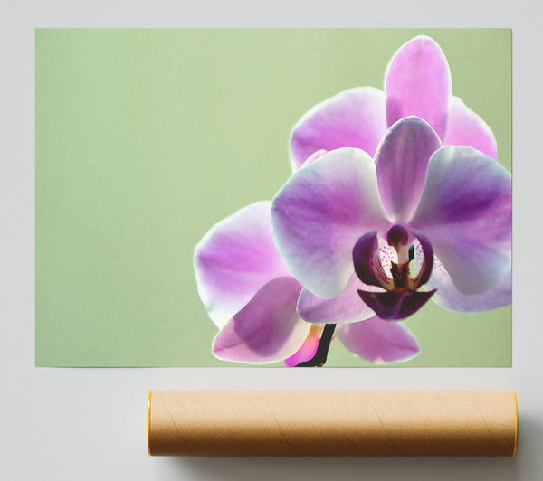 Orchid Pinks Giclee Print