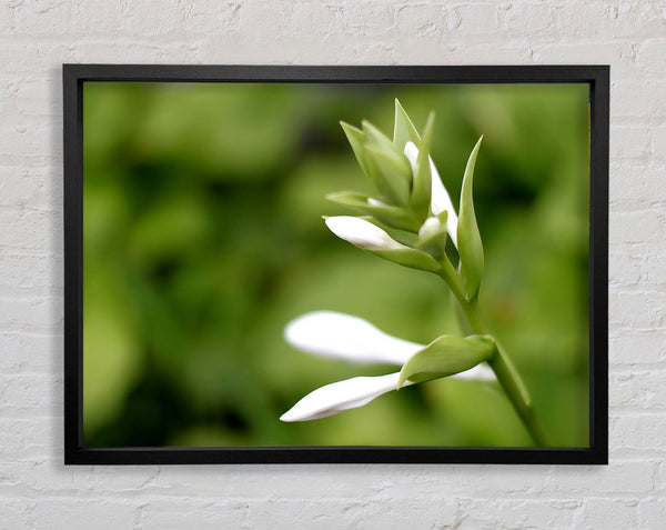 Soft White n Greens Framed Print