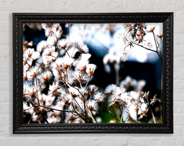 Fluffy Winter Bloom Framed Print