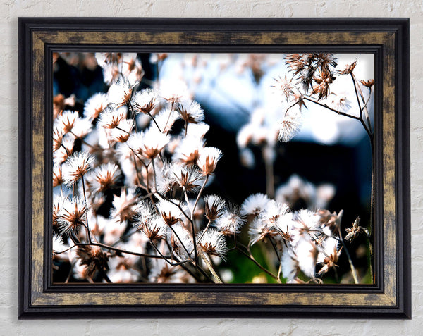 Fluffy Winter Bloom Framed Print