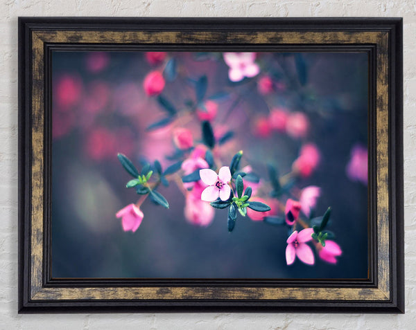 Four Petals Framed Print