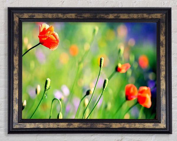 Poppy Meadow Framed Print