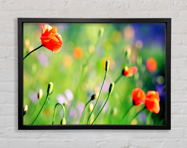 Poppy Meadow Framed Print