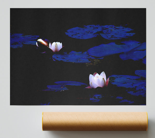 Pink Water Lily On Blue Giclee Print