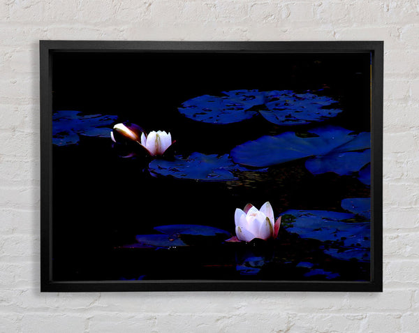 Pink Water Lily On Blue Framed Print