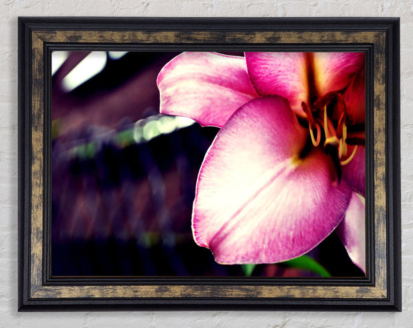 Close_up Of A Pink Petal Framed Print