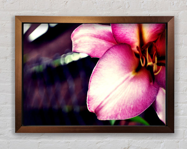 Close_up Of A Pink Petal Framed Print