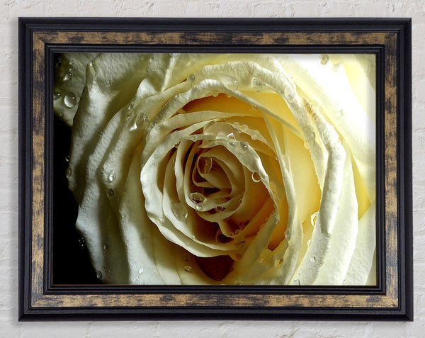 White Rose On Black Velvet Framed Print