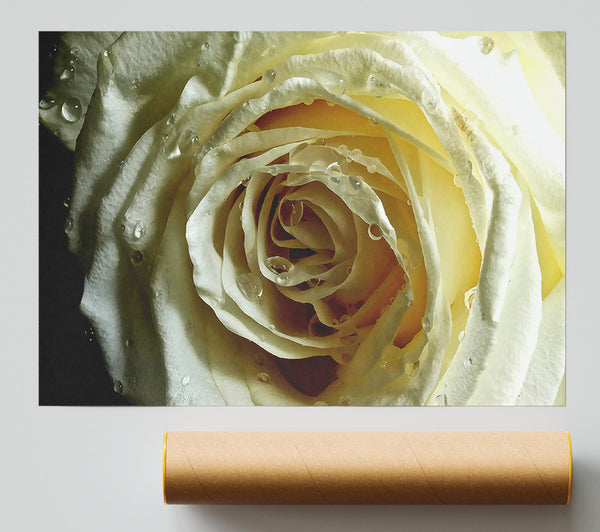 White Rose On Black Velvet Print