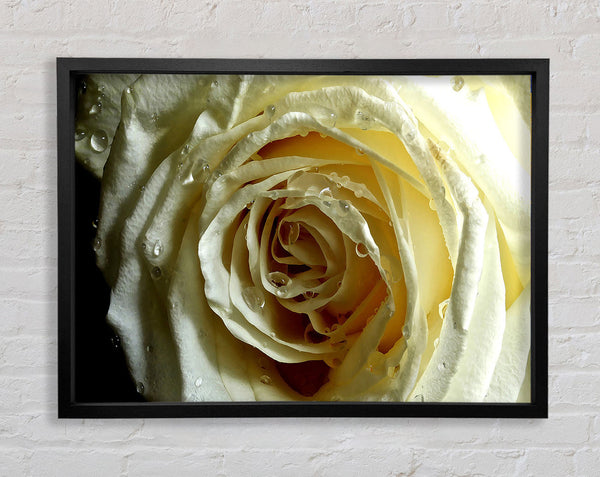 White Rose On Black Velvet Framed Print