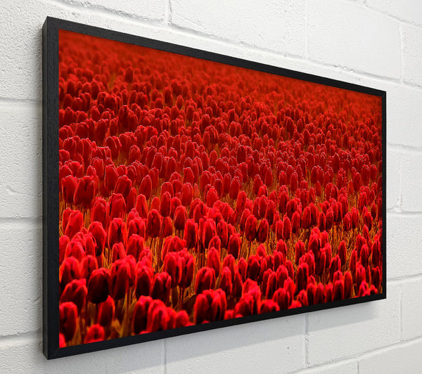 Field Of Scarlet Tulips