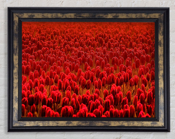 Field Of Scarlet Tulips Framed Print