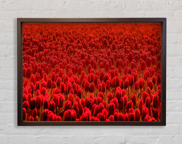 Field Of Scarlet Tulips Framed Print