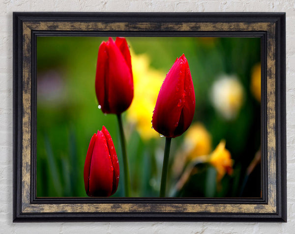 Three Red Tulips Framed Print