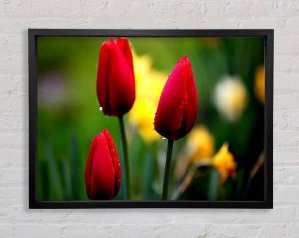 Three Red Tulips Framed Print
