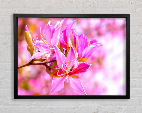 Stunning Deep Pink Flowers Framed Print