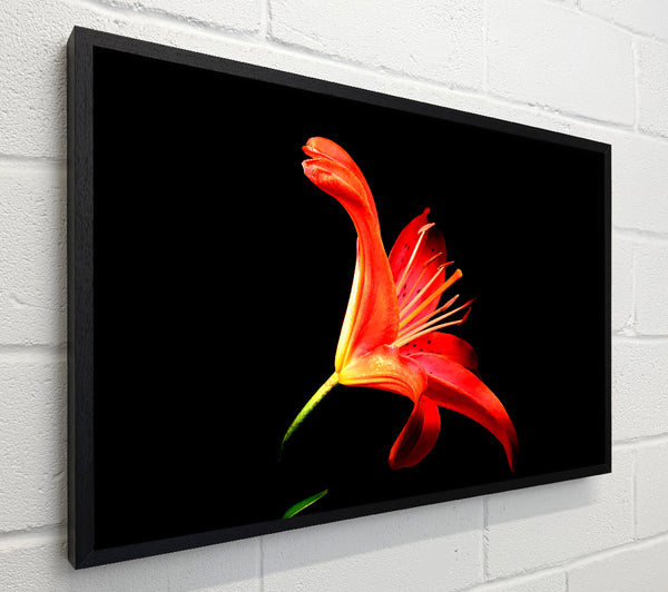 Flower In Space