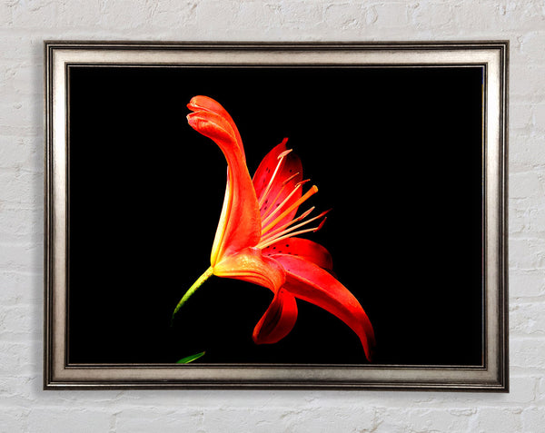 Flower In Space Framed Print