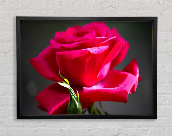 Red Pink Rose Framed Print