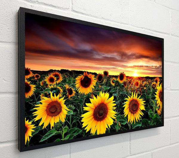 Magic Landscape Sunflower Field