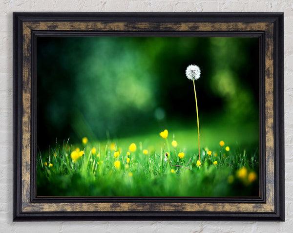 My Last Wish Framed Print