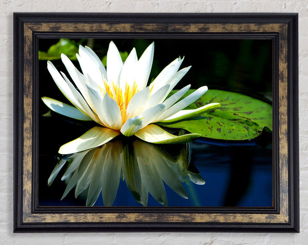 White Water Lily Reflection Framed Print