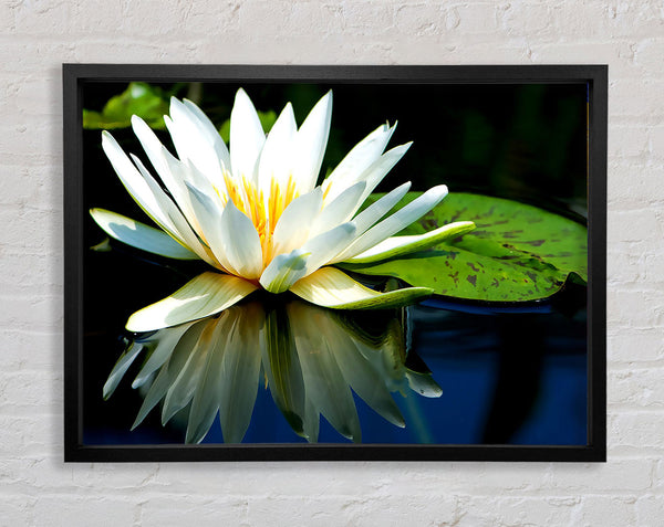 White Water Lily Reflection Framed Print