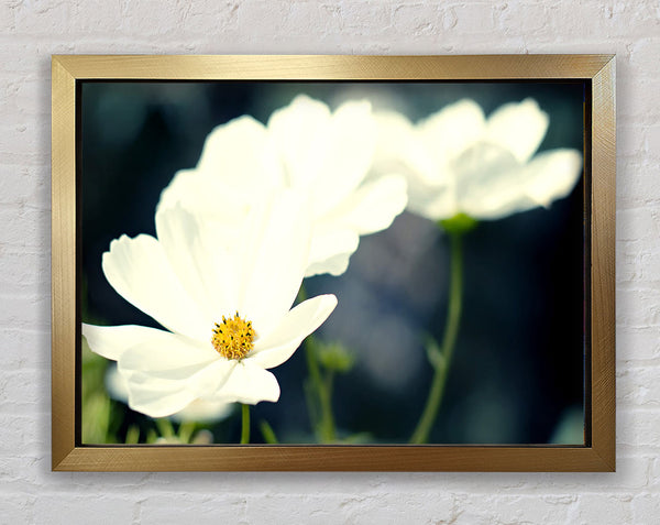 Beautiful Soft White Petals Framed Print
