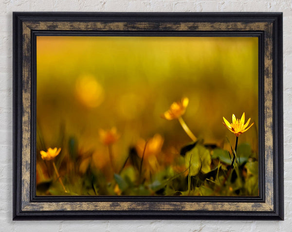 Yellow Flowers In The Golden Sun Framed Print