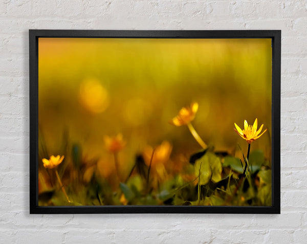 Yellow Flowers In The Golden Sun Framed Print