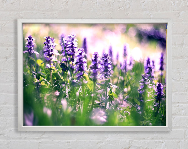 Lupin Flowers Framed Print