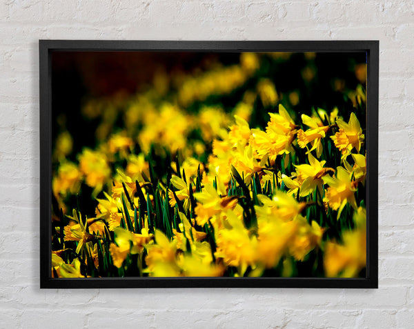 Yellow Daffodil Field Framed Print
