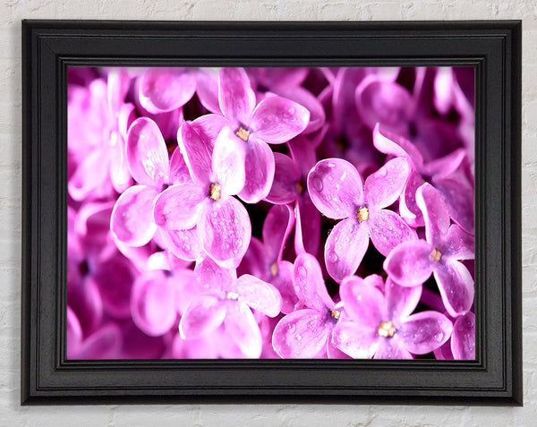 Lilac Flowers Macro Framed Print