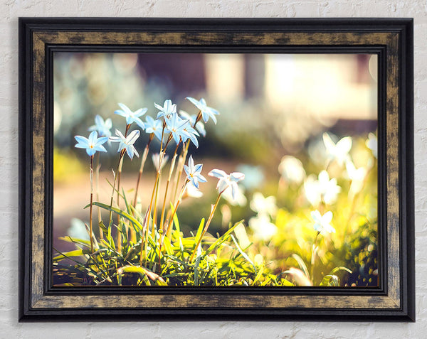 Soft Blue Garden Flowers Framed Print