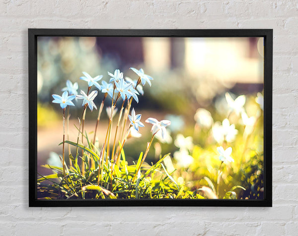Soft Blue Garden Flowers Framed Print