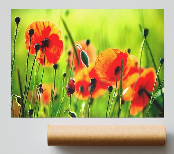 Beautiful Poppies Print