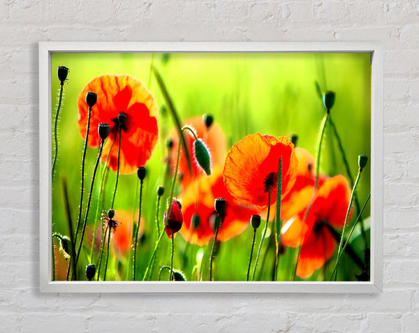 Beautiful Poppies Framed Print