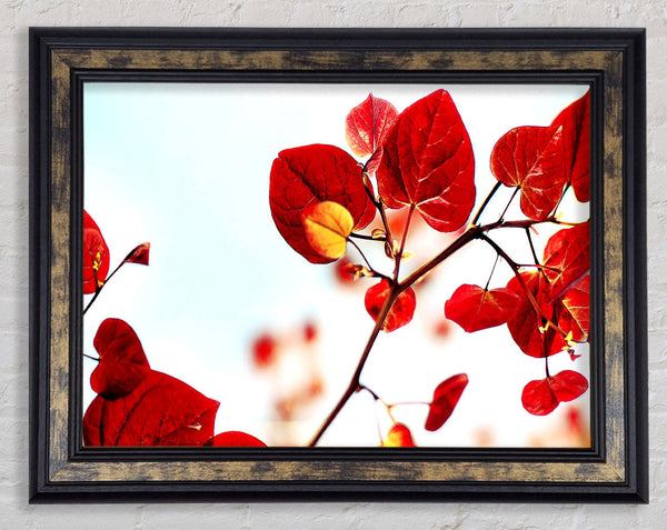 Heart Leaves Framed Print