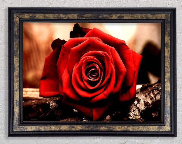 Valentines Day Rose Framed Print