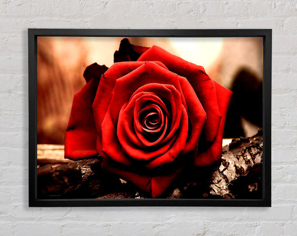 Valentines Day Rose Framed Print