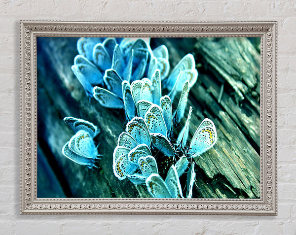 Blue Butterflies Framed Print