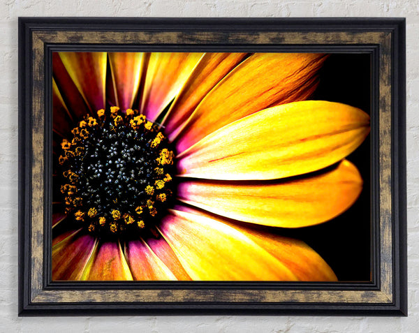 Golden Black Daisy Framed Print