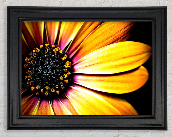 Golden Black Daisy Framed Print